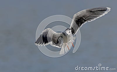 Little gull, Greece Stock Photo