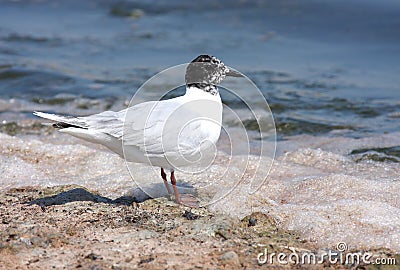 Little gull (Hydrocoloeus minutus) Stock Photo