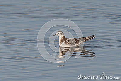 Close up of Little Gull Hydrocoloeus minutus Stock Photo