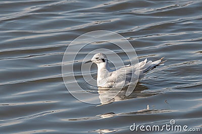 Close up of Little Gull Hydrocoloeus minutus Stock Photo