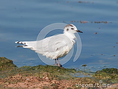 Little Gull (Hydrocoloeus minutus) Stock Photo