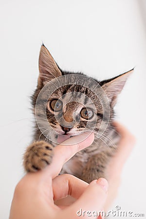 little happy tabby kitten is playing Stock Photo