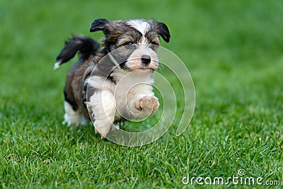 Little havanese puppy dog is running in the grass Stock Photo