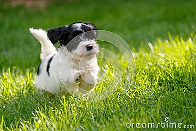 Little havanese puppy in a spring green garden Stock Photo