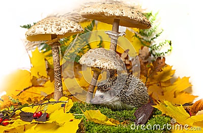 Little hedgehod with parasol mushrooms on forest autumnal background Stock Photo