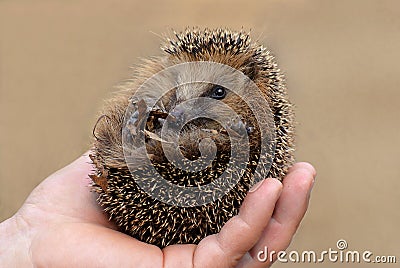 Little hedgehog Stock Photo