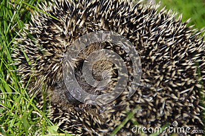 Little hedgehog / Erinaceus europaeus Stock Photo