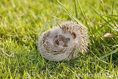 Little Hedgehog in the green grass Stock Photo