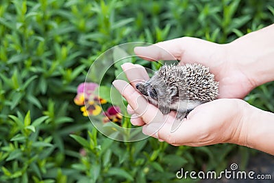 Little hedgehog in human hands against the backdrop of greenery Stock Photo