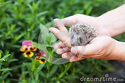 Little hedgehog in human hands against the backdrop of greenery Stock Photo