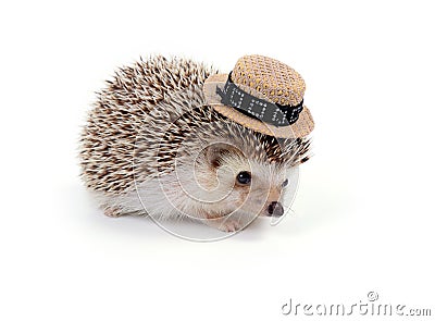 Little hedgehog. Stock Photo