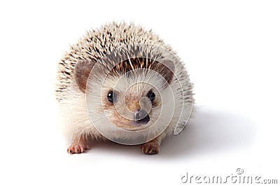 Little hedgehog. Stock Photo