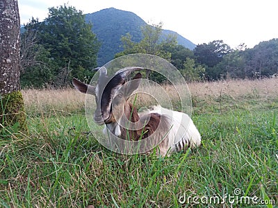 He goat in the field Stock Photo