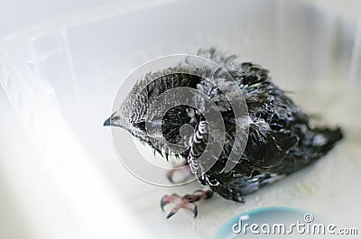 A little helpless chick sweeping. Bird problems, help to wildlife, ornithology Stock Photo