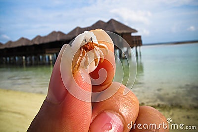 Little hermit crab in hand Stock Photo