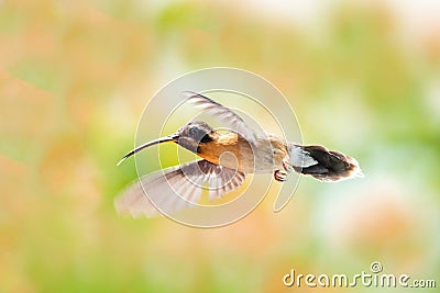 Little Hermit hummingbird flying with and orange and green background. Stock Photo