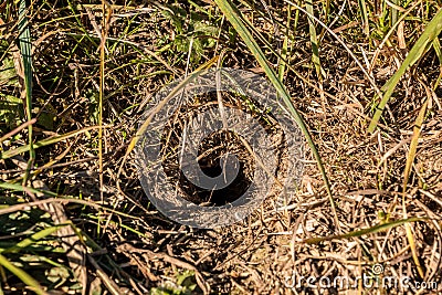 Little hole of a mouse on the big field Stock Photo