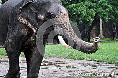 Little indian elephant close-up Stock Photo