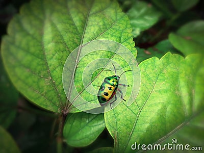 Little insect on leaves of hibiscus in garden Stock Photo
