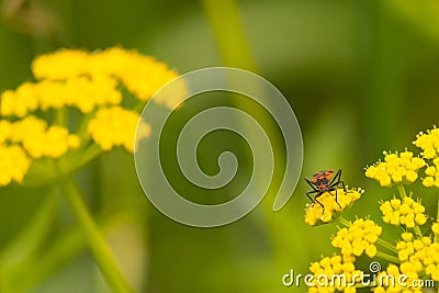 Little insect sitting on flower in the meadow Stock Photo