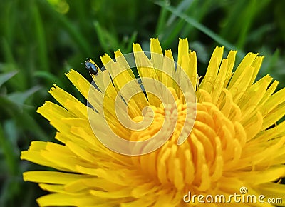 Little insect on yellow flower Stock Photo