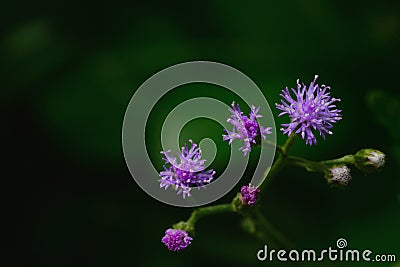 Little ironweed, Vernonia cinerea Herb Less purple flower Stock Photo