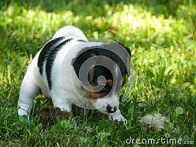 Little Jack Russell Terrier Puppy exploring world Stock Photo