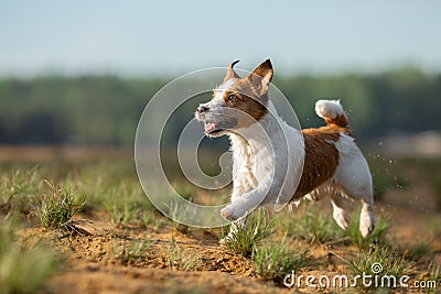 Little jack russell terrier runs by the water. Dog on the lake Stock Photo