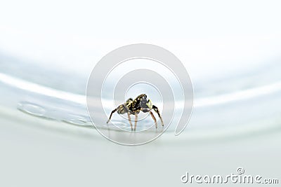 Little jumping spider climbed into the glass. Stock Photo