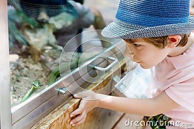 Little kid boy admire Poisonous green snake in terrarium Stock Photo