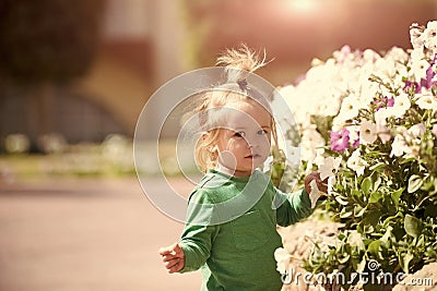 Little kid boy standing near flowerbed with blossoming petunia flowers Stock Photo