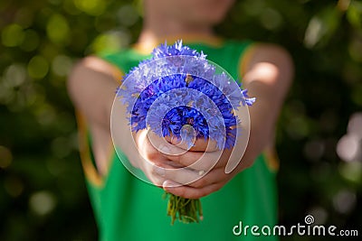 Little kid boy holding bouquet of fields blue cornflowers in summer day. Child giving flowers Stock Photo