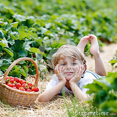 Little kid boy picking strawberries on farm, outdoors. Stock Photo