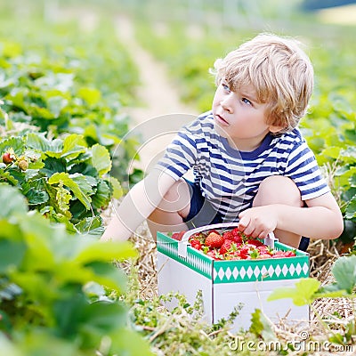 Little kid boy picking strawberries on farm, outdoors. Stock Photo