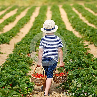 Little kid boy picking strawberries on farm, outdoors. Stock Photo