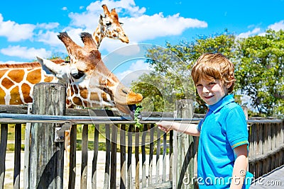 Little kid boy watching and feeding giraffe in zoo Stock Photo