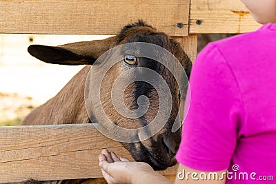Little kid girl with domestic goat. Zoo, farm, love animal concept. Stock Photo
