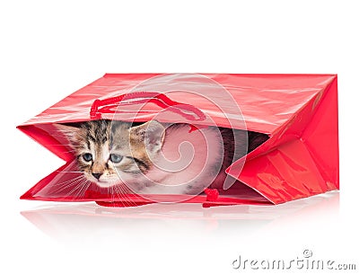 Little kitten Stock Photo