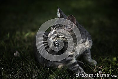 Striped grey tabby kitten sitting in the grass Stock Photo