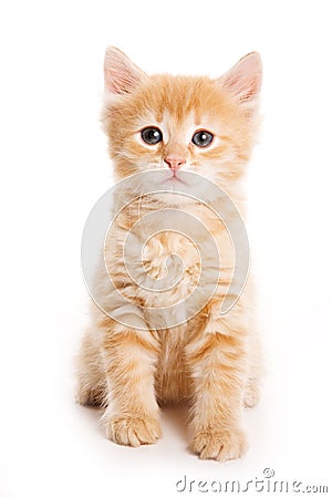 Little kitten Stock Photo