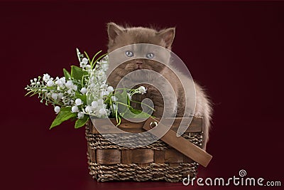 Little kitten against the background of the spring flowers. Stock Photo