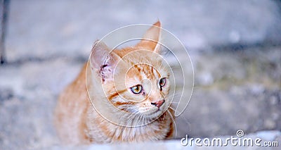 Little kitten in a basement . Tabby cat baby,mixed breed pet Stock Photo