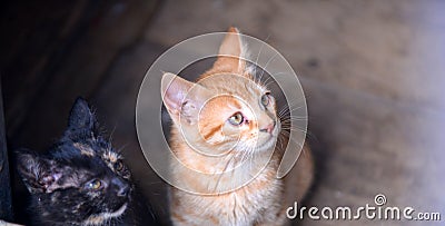 Little kitten in a basement . Tabby cat baby,mixed breed pet Stock Photo