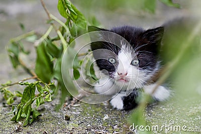Little kitten Stock Photo