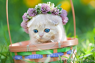 Little kitten crowned with a chaplet of clover Stock Photo