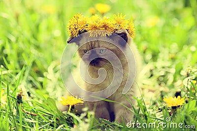 Little kitten crowned dandelion chaplet Stock Photo