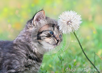 Little kitten and dandelion Stock Photo