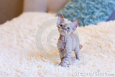 Little kitten Devon Rex cat sitting Stock Photo