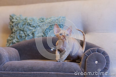 Little kitten Devon Rex cat sitting on blue sofa Stock Photo