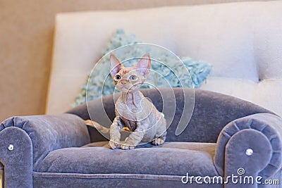 Little kitten Devon Rex cat sitting on blue sofa Stock Photo